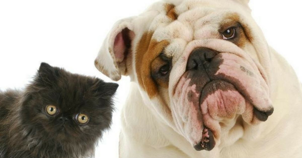 Aafco cat food nutrient profiles 2018 hot sale