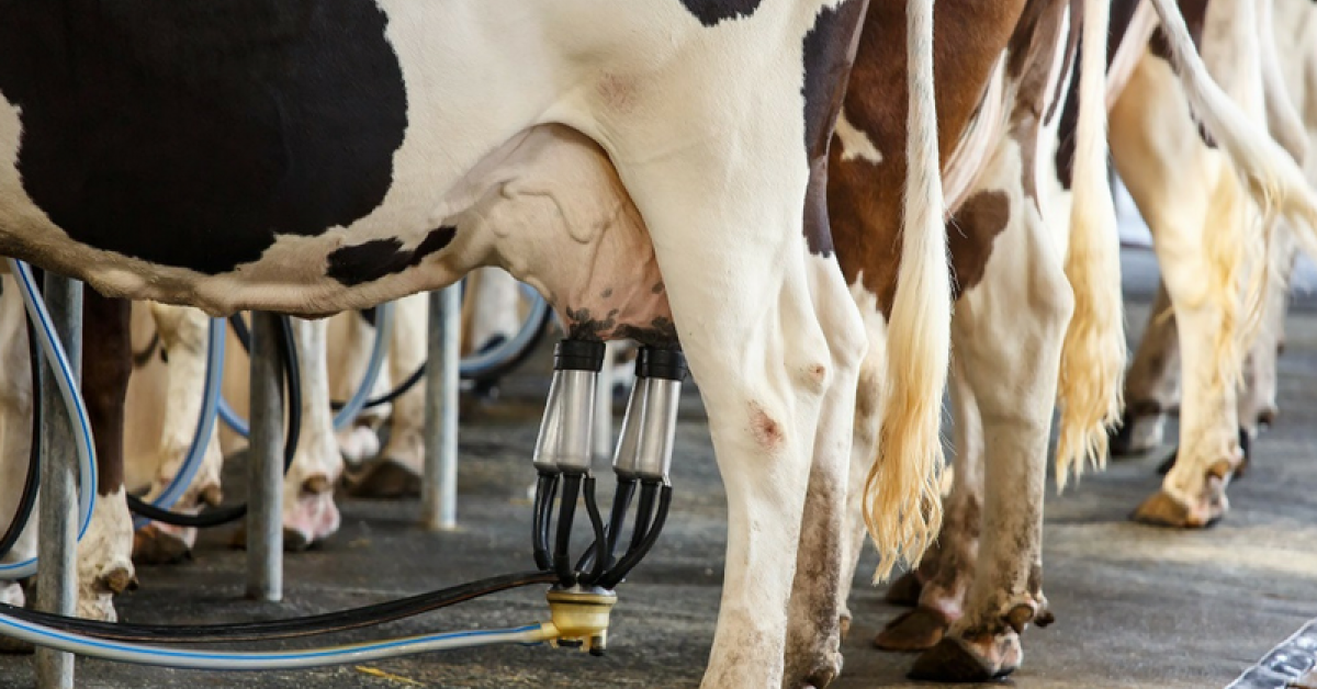 The overlooked minerals in the modern dairy diet | Alltech