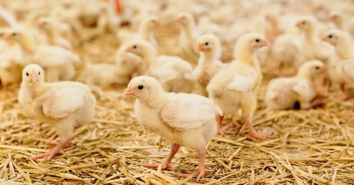 Better brooding: 5 focus areas for flock health | Alltech