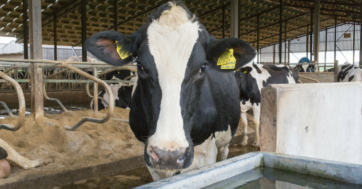 Managing Pre-Fresh Cows in Jersey Holstein Herds