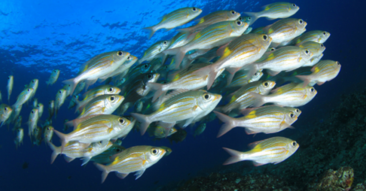 Dr. Karl Dawson: Fish 'n' chips: La nutrigenómica en la acuicultura