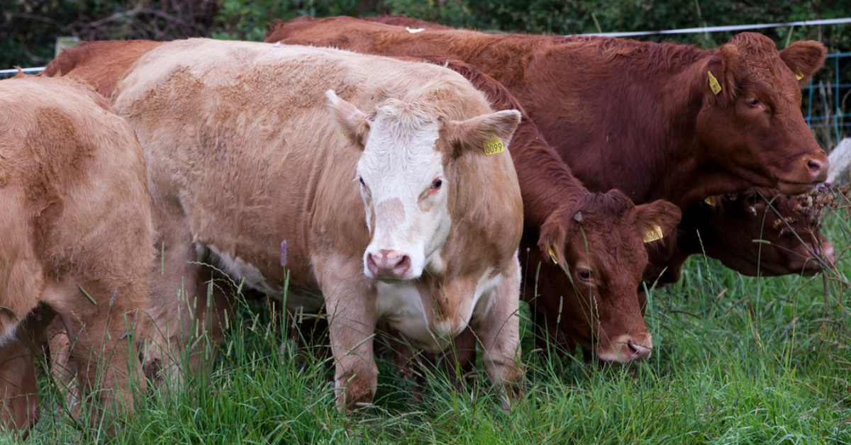 Deborah Wilson: The fast-track: Building a certified sustainable beef ...