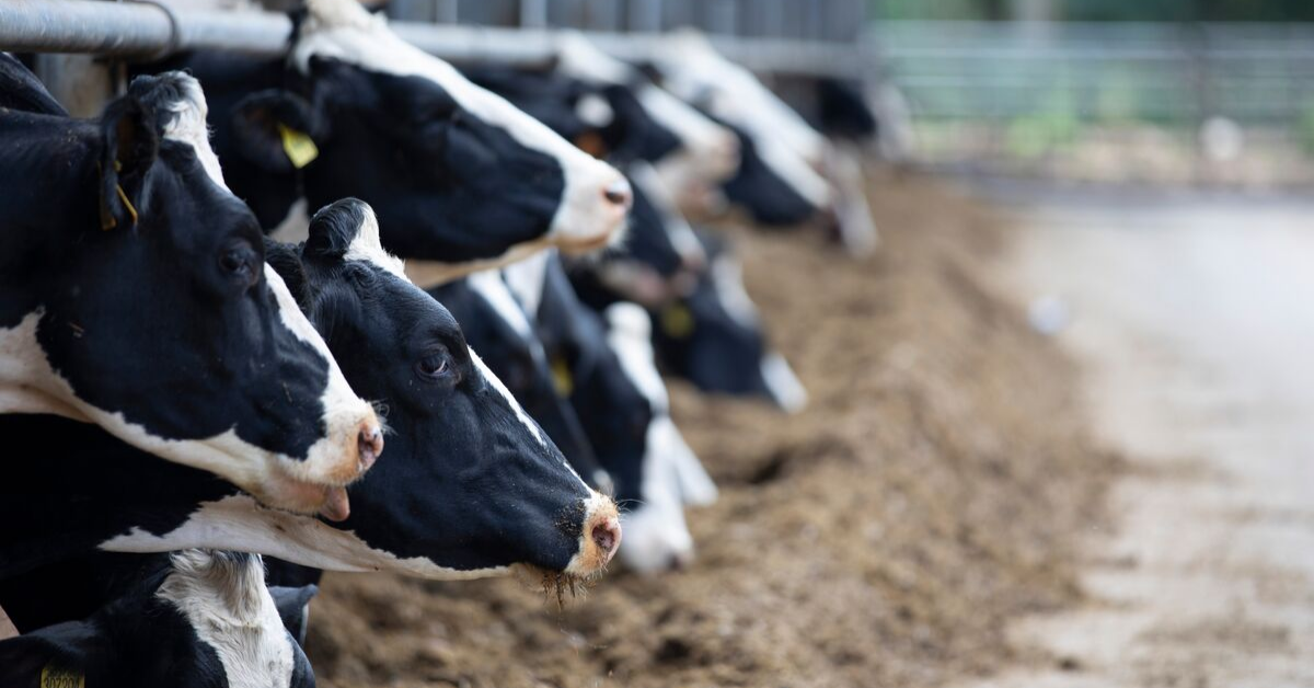 Troubleshooting the fresh cow pen