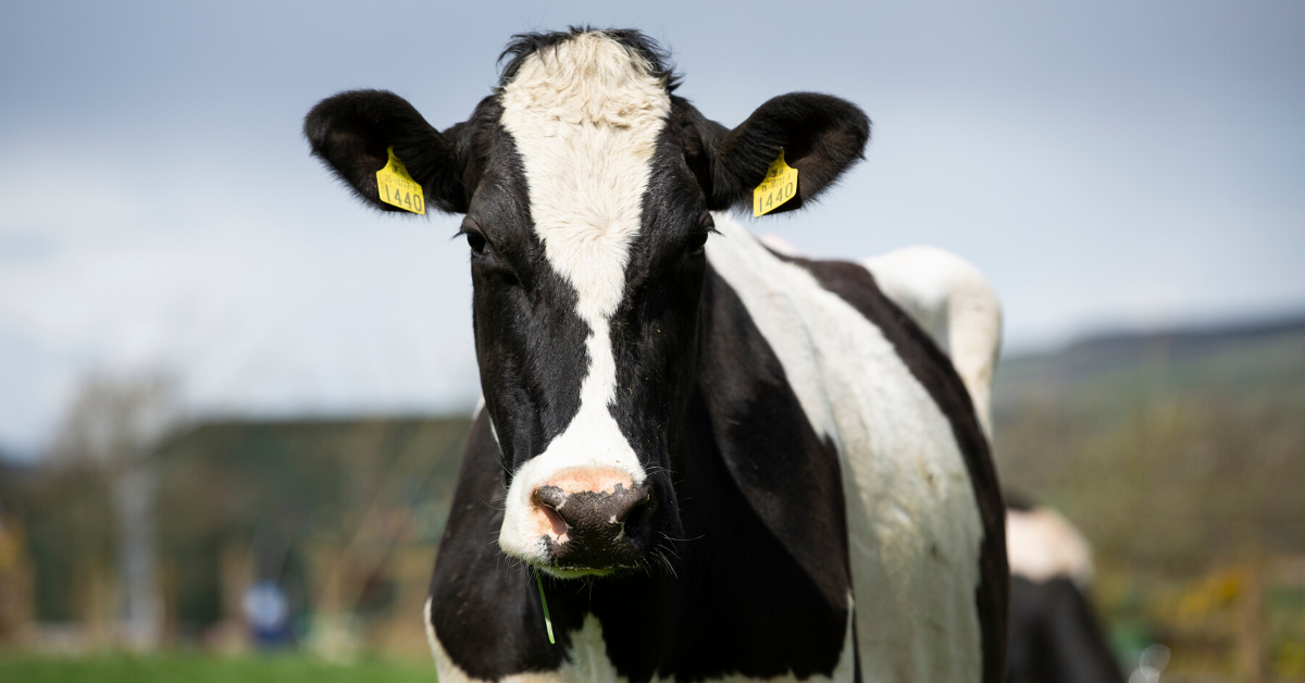 Act now for dairy cow breeding success in 2020 | Alltech