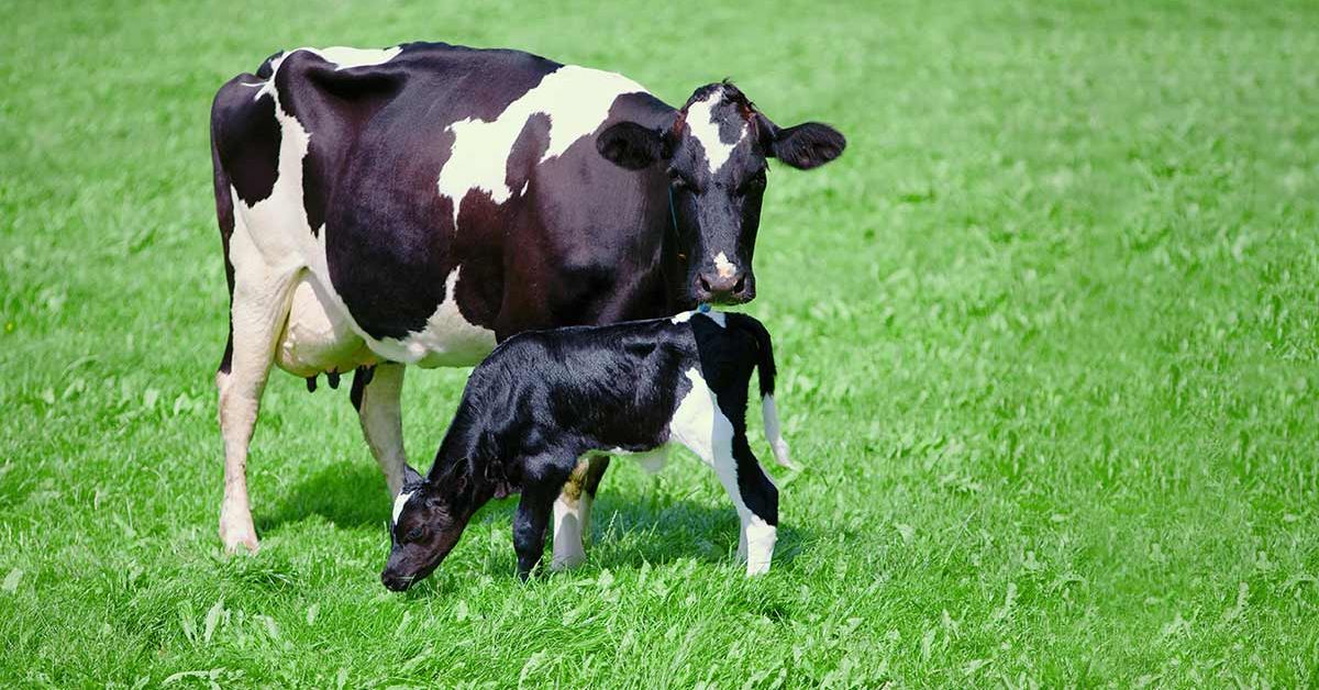 Bovinos de leite: saiba como melhorar os índices de fertilidade de seu ...