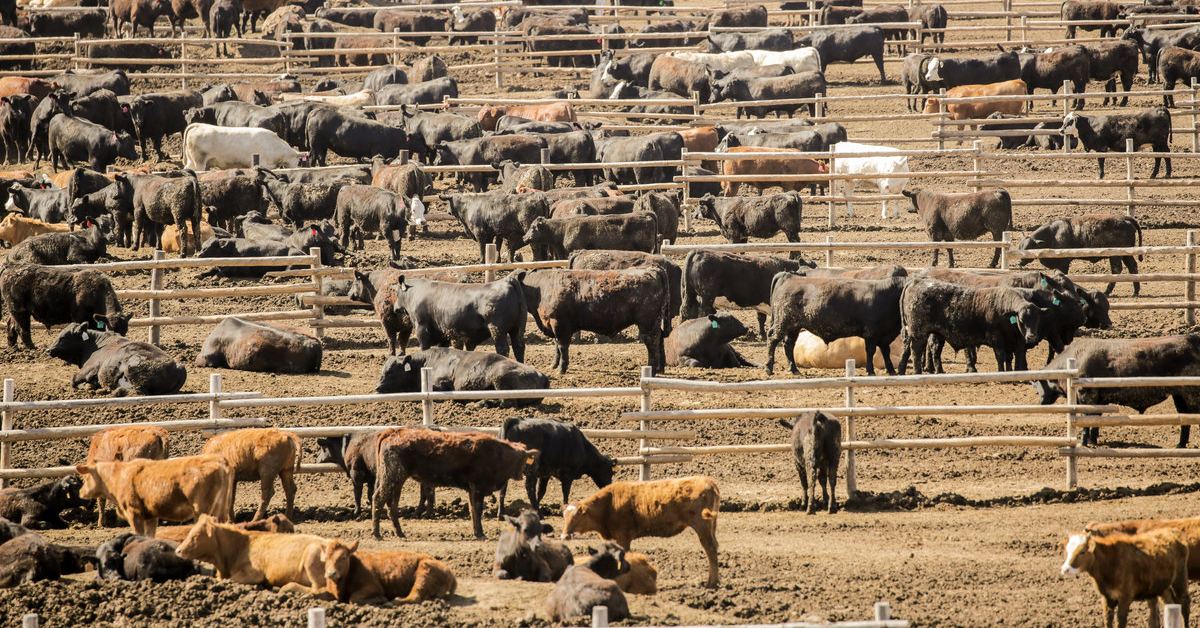 Feedlot | Alltech