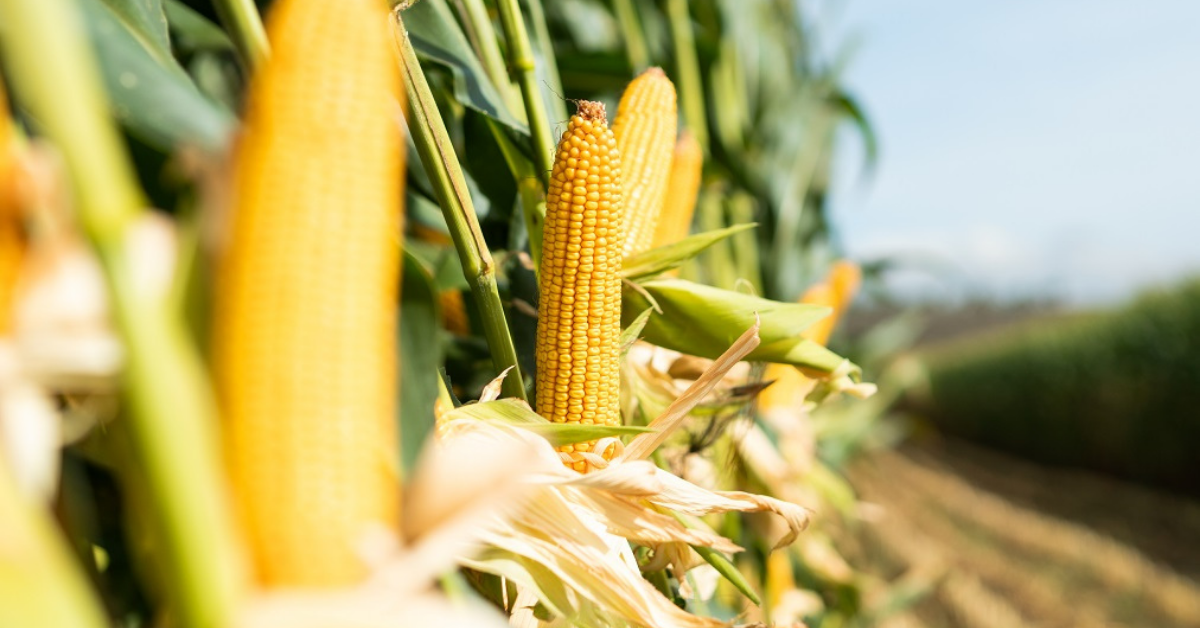 Emerging mycotoxins: What do we know so far? | Alltech