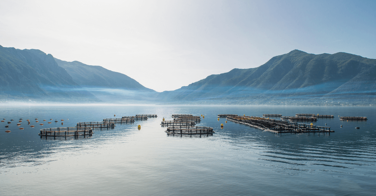 Aquaculture feed for a sustainable future