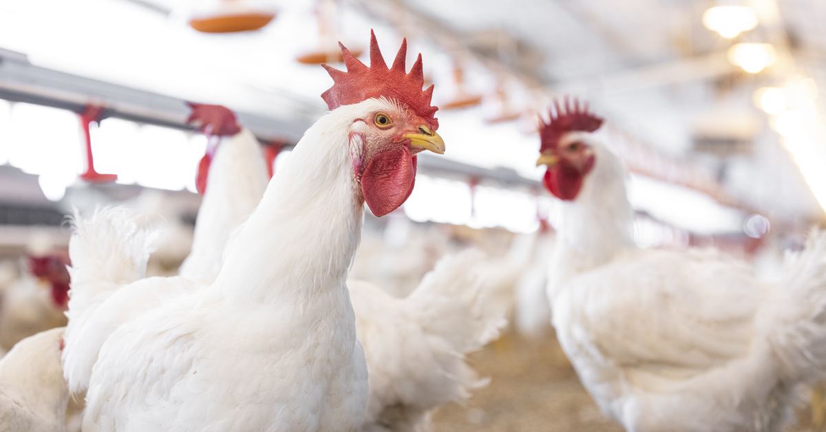 Poultry Science Association’s 2021 Alltech Student Research Manuscript ...