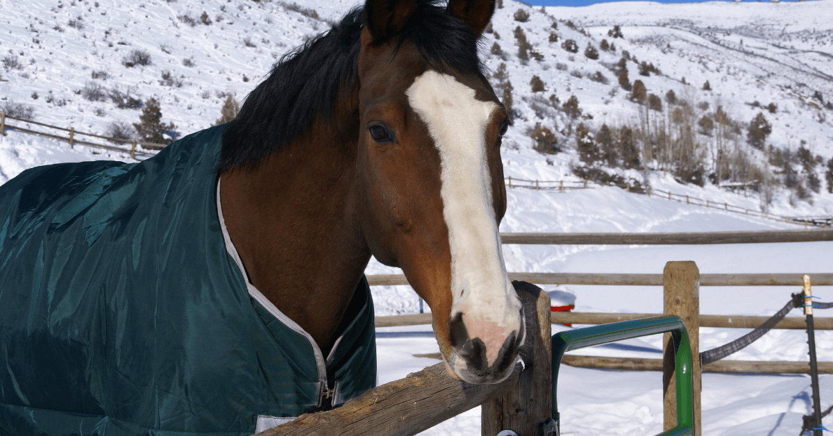 Readers Share Tips for Horse Blanket Repair and Maintenance – The