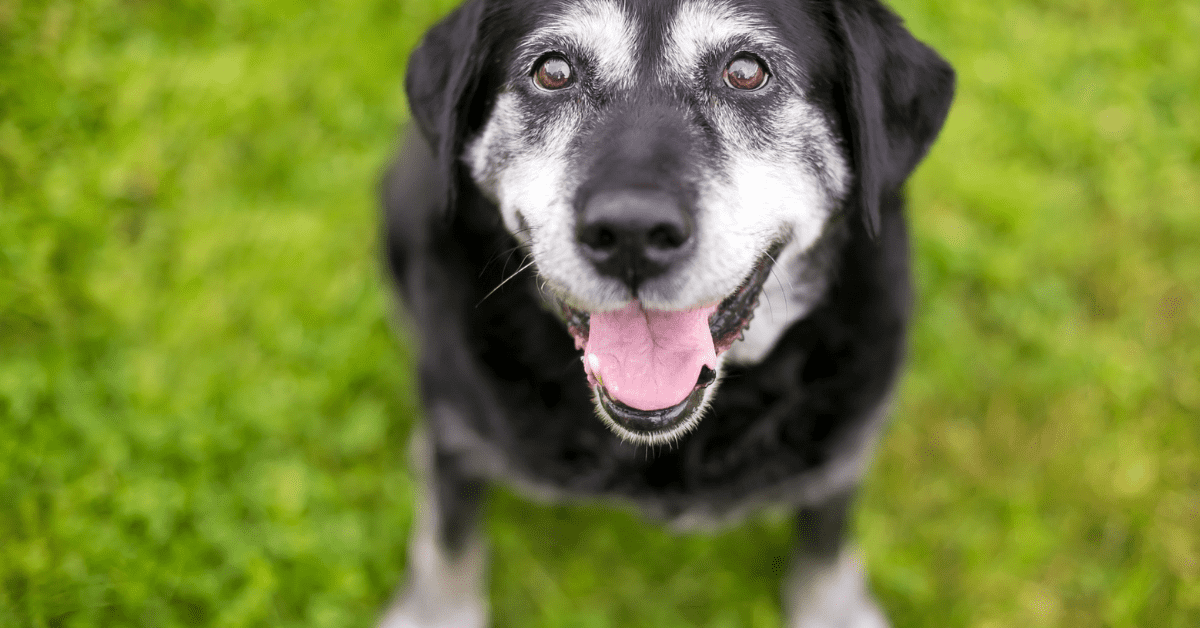 when do dogs get gray hair