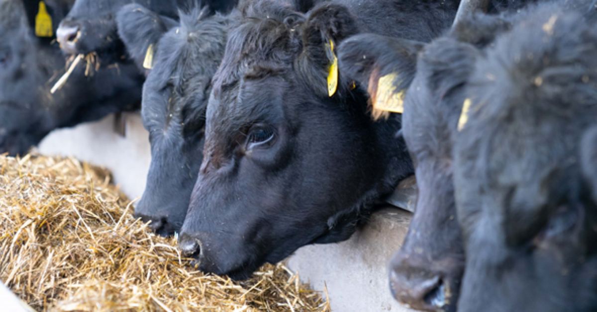 Straw Diets for Suckler Cows - check your ration!, Helping farmers in  Scotland